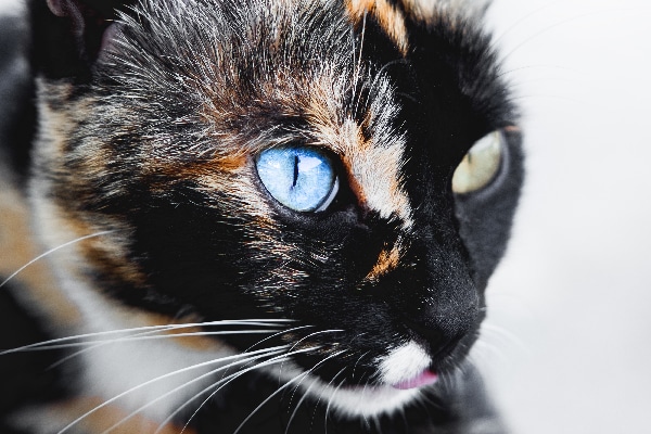Let’s Talk Cats With Different-Colored Eyes, or Heterochromia in Cats