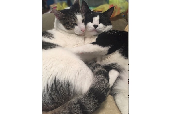 Friends Fur Ever winners — Bernie and Jeter.