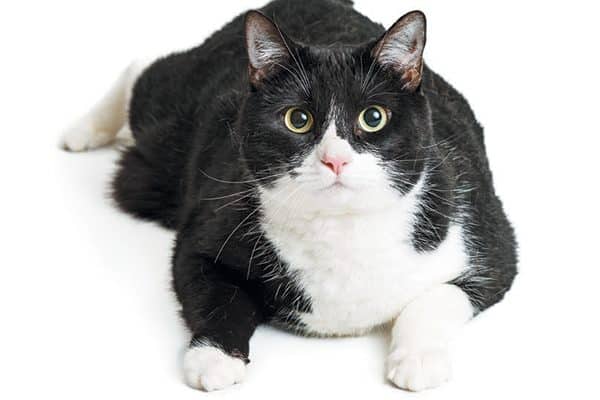 Overweight cats are at an increased risk for diabetes, which can lead to dry, flaky coats. Photography ©adogslifephoto | Getty Images.