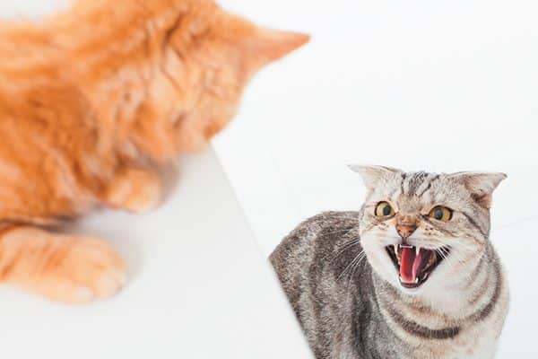 How To Get Cats To Stop Hissing At Each Other How To Get Cats To Stop Hissing At Each Other