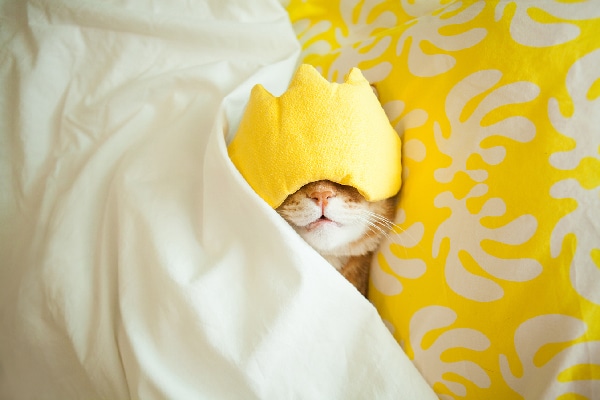 Cat sleeping in bed with face mask on.