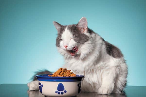 Cats need fatty acids from animal-based fats. Photography ©sdominick | Getty Images.