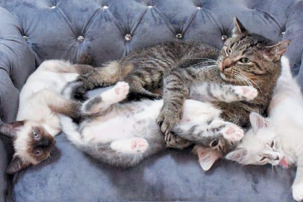Grandpa Mason snuggling with some of his kitten charges. Photography Courtesy TinyKittens.com.