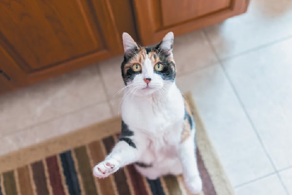 A cat looking up, begging for food or playtime. 