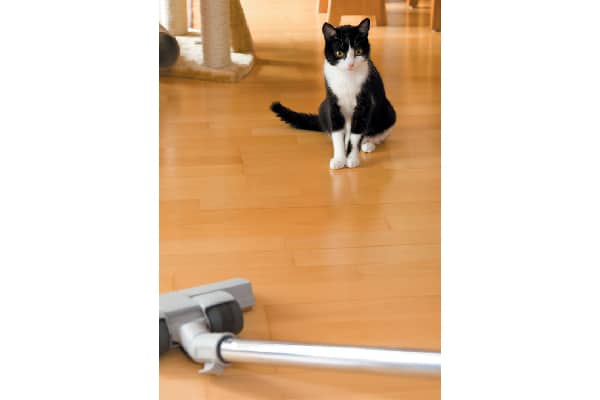 A cat staring at a vacuum.