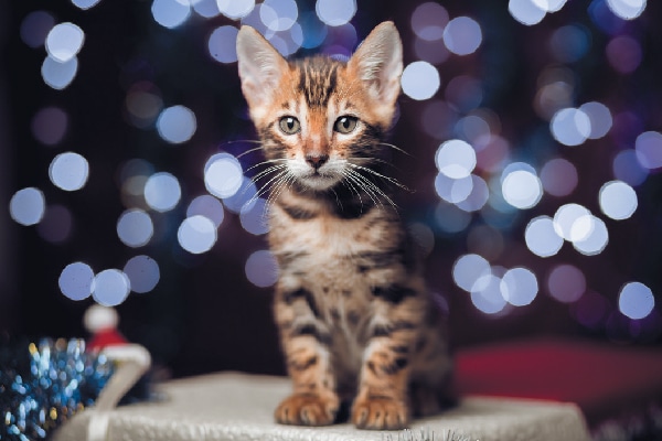 A tabby cat against lights backdrop.