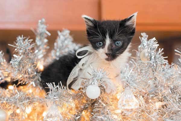 Don't let your cat get too comfortable toying with twine. Photography ©Erica Danger.