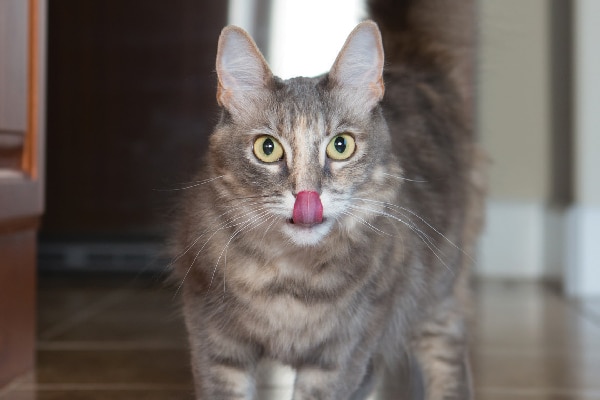 Helping Obese Cats