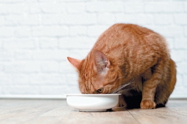 Cómo alimentar a su gato si tiene inseguridad alimentaria