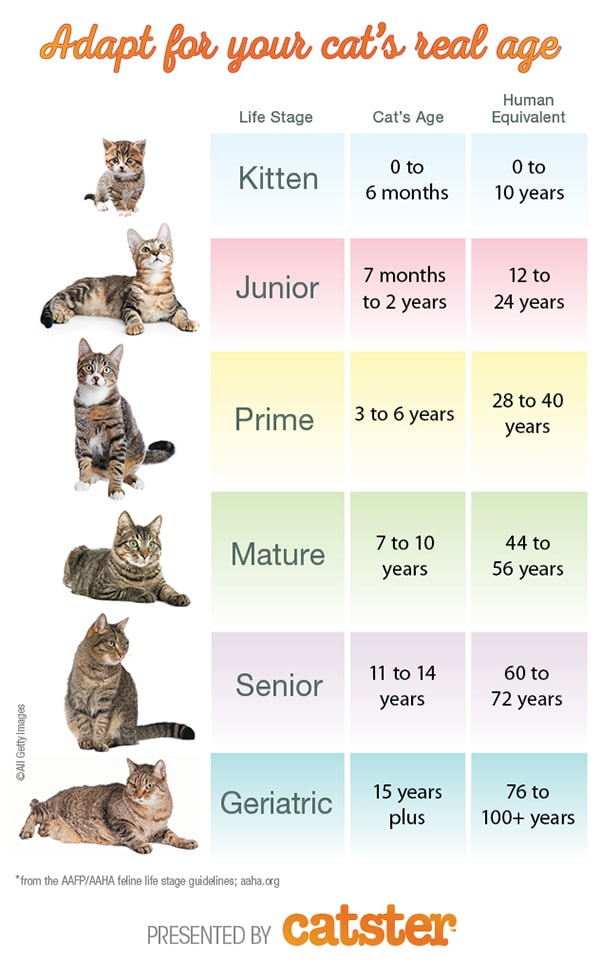 Age Chart For Kittens