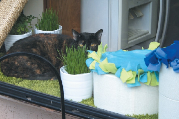 A windowsill can be paradise for your cat when you make a few catifications like adding a scratcher, cat grass and a thick shag carpet.