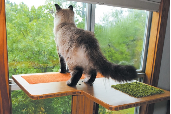 Move a cat tree in front of the window.