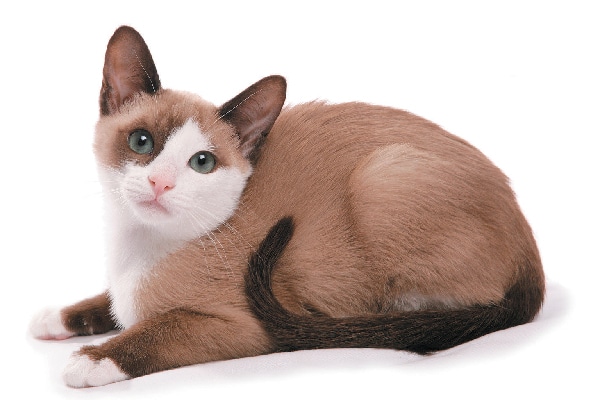 11 Reasons to Love the Snowshoe Cat 