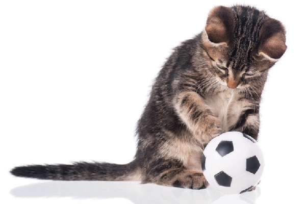 Tabby kitten with a soccer ball.