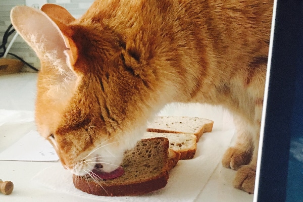 Can Cats Eat Bread? Catster