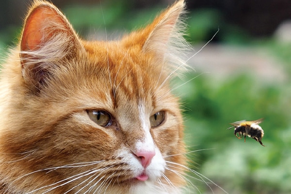 An orange ginger tabby cat with a bee.