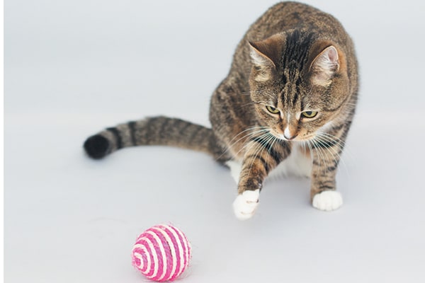 Keeping your cat active is vital to keeping her healthy in her elderly years. Photography by: ©chupacabra_ | Getty Images