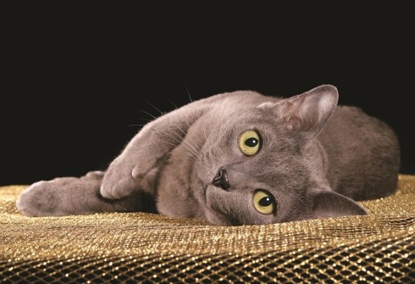 Korat green eyes