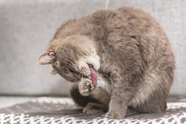 cat grooming