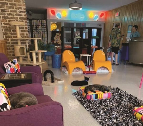 Purr and Pour Cafe