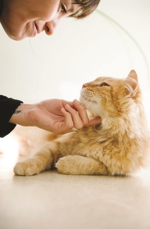 long haired orange tabby looking up at young woman scratching his chin