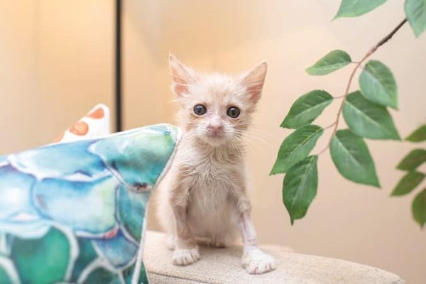 kitten