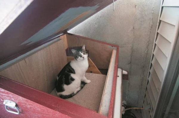 TNR cat in shelter