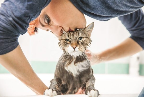 cat after a bath