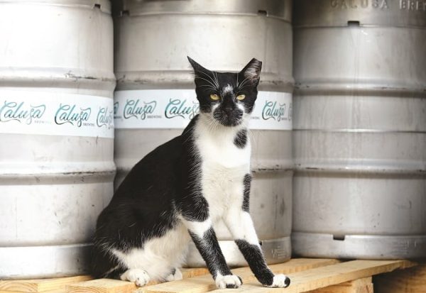 cat at Calusa brewery
