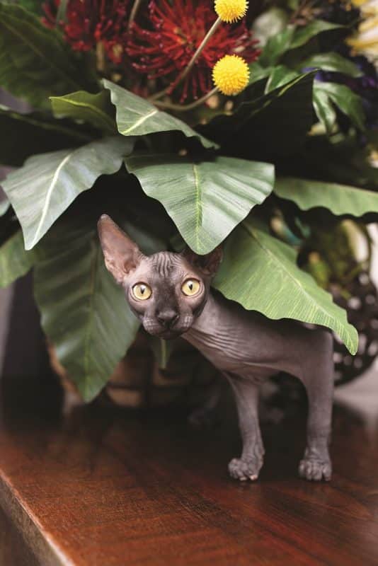 cat hiding
