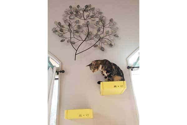cat cafe