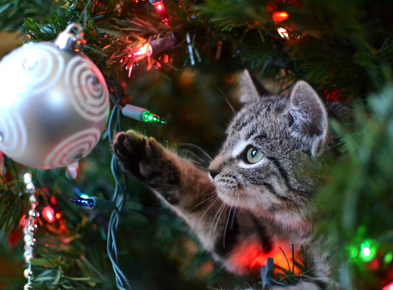 Keep your cat safe around the christmas tree