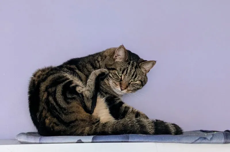 Cyril struggling to reach the spot