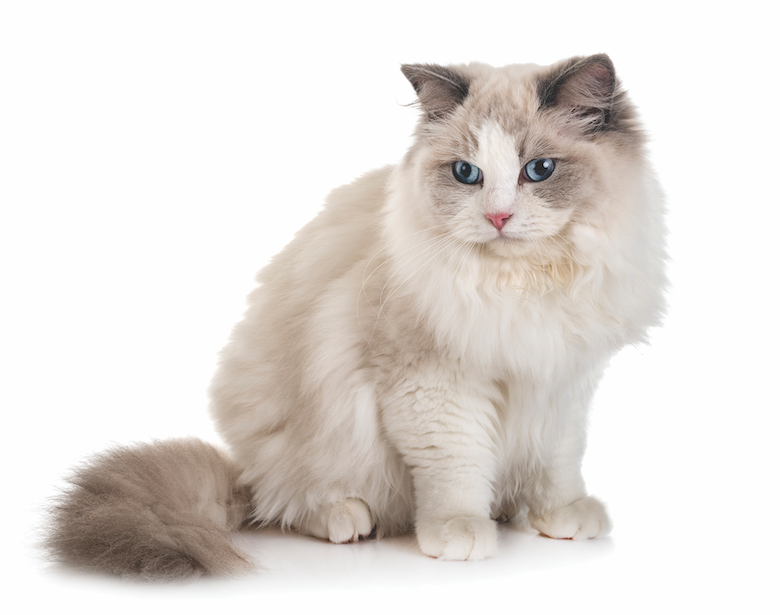 Ragdoll