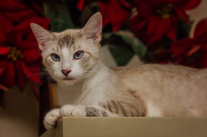 A beautiful Siamese mixed breed cat with blue eyes
