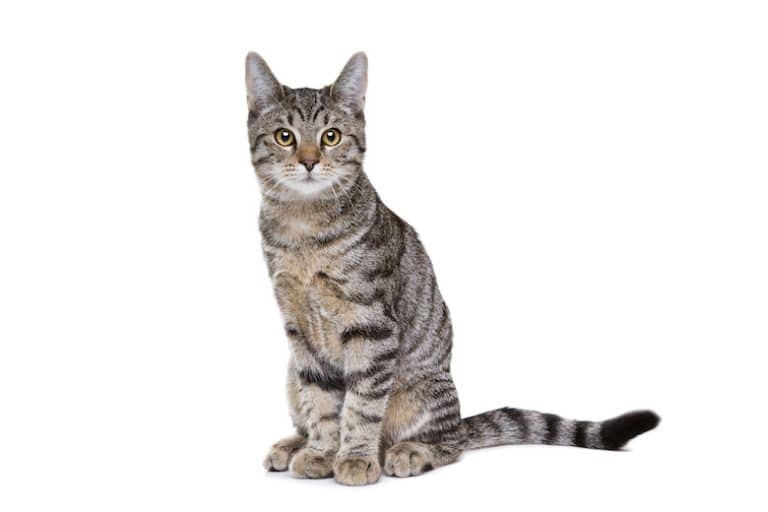 short hair cat breeds and pictures