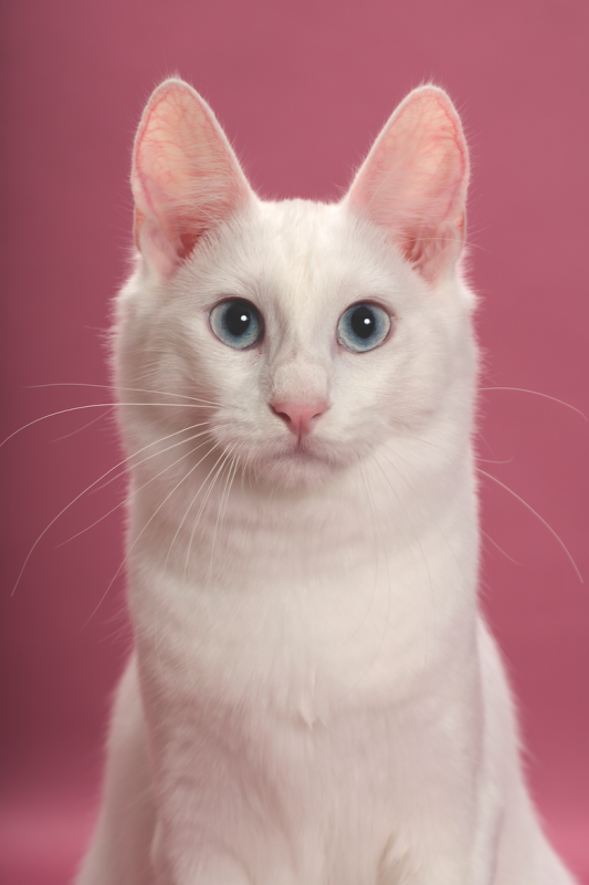 Turkish Angora Catster