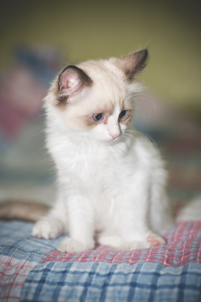 ragdoll