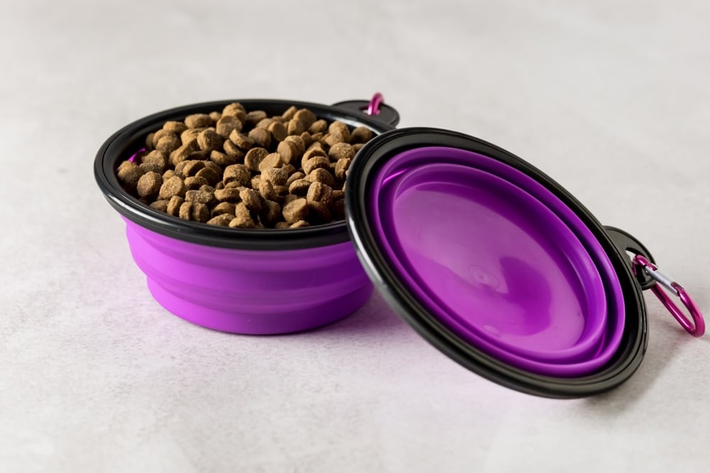 cat travel food bowl with food