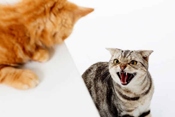 How to Stop a Cat Fight and Why They Happen Catster