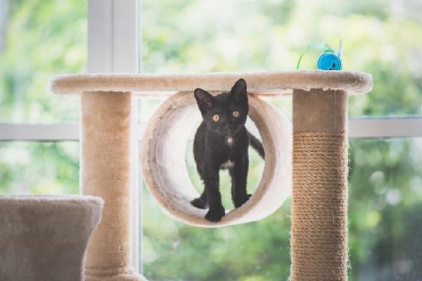A black cat on a scratching post.