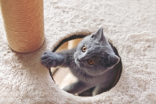 A cat popping out a cat tree.