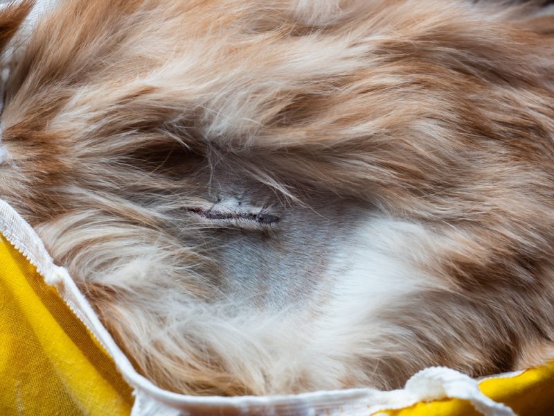 healing-spay-incision-after-neutering-female-cat
