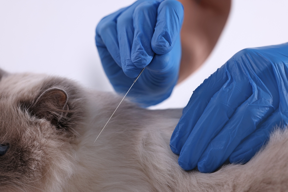 Veterinary holding acupuncture needle near cat's neck on white background