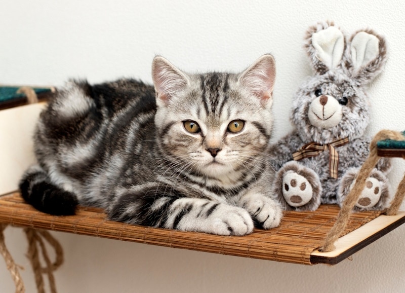 Four-month-old British Shorthair kitten