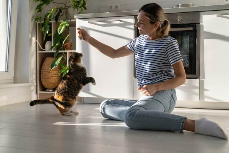 Woman training a cat