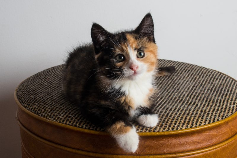 cute kitten