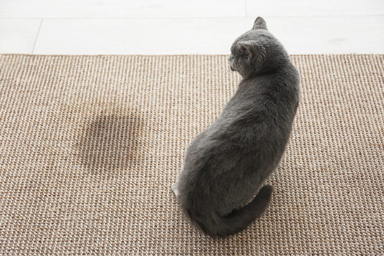 Why Is My Cat Peeing on My Clothes? Tips to Stop It (Vet Answer) Catster