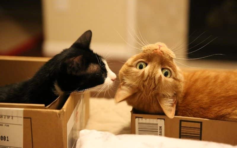 two cats in boxes