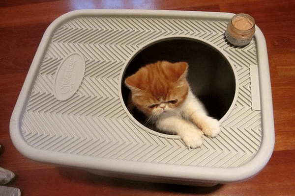 top-entry-litter-box-02